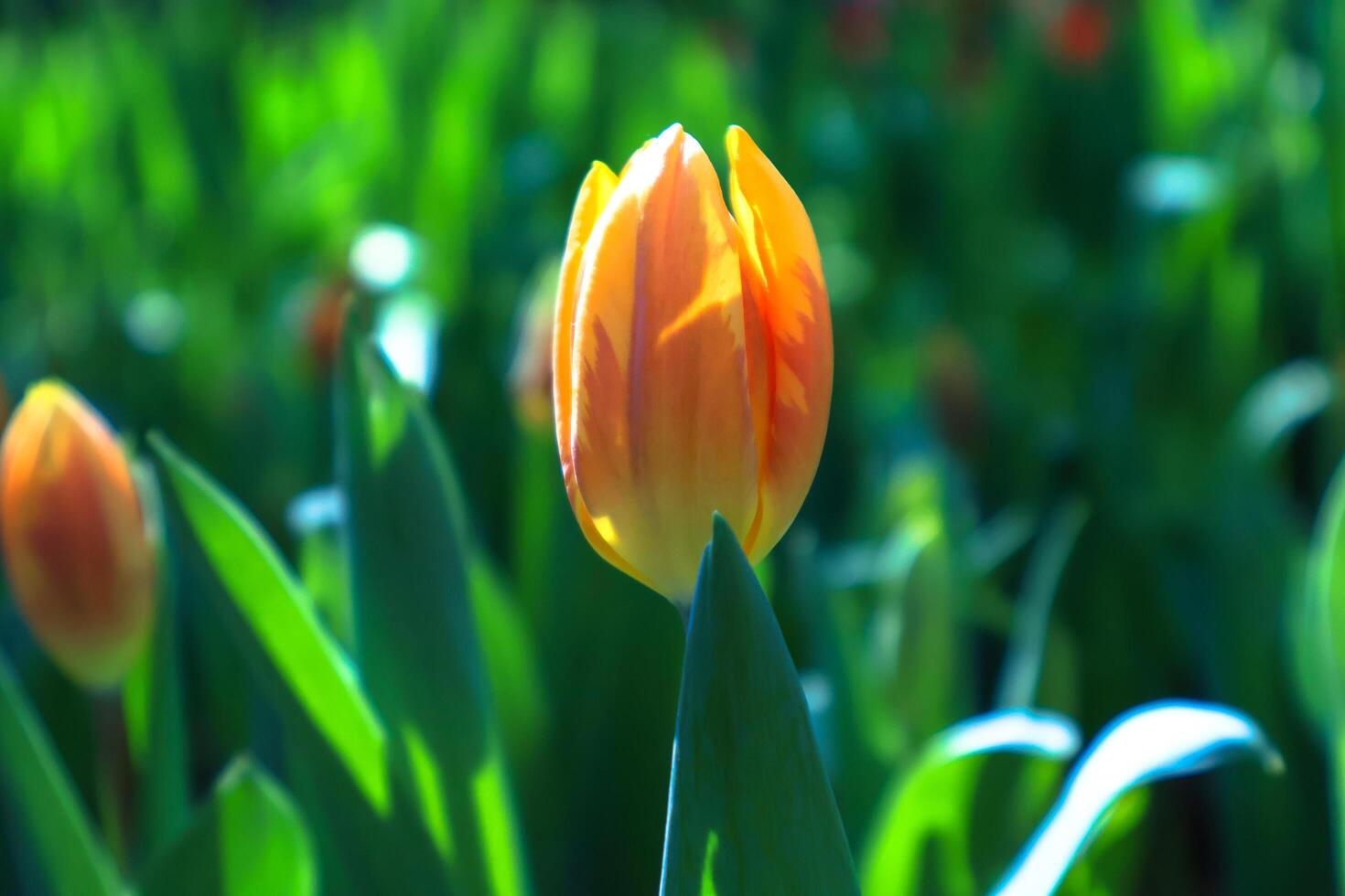 Closeup view. bouquet of beautiful orange tulip flower photo