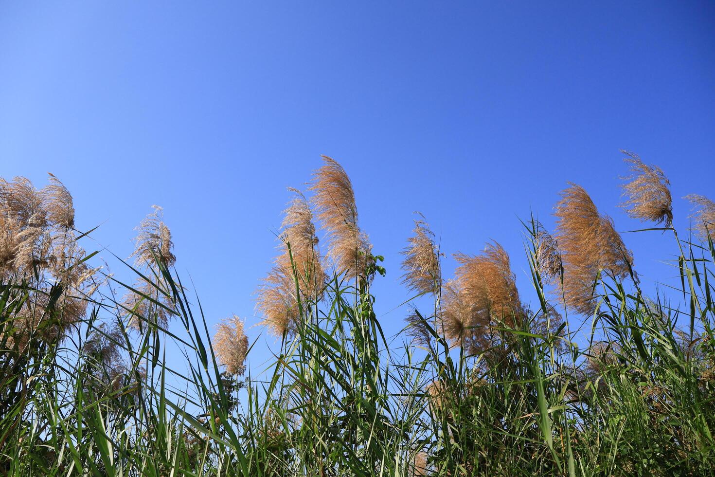 reed on sky background next to the hiking trail in a botanical garden, a tourist attraction in Rayong Province, Thailand. photo