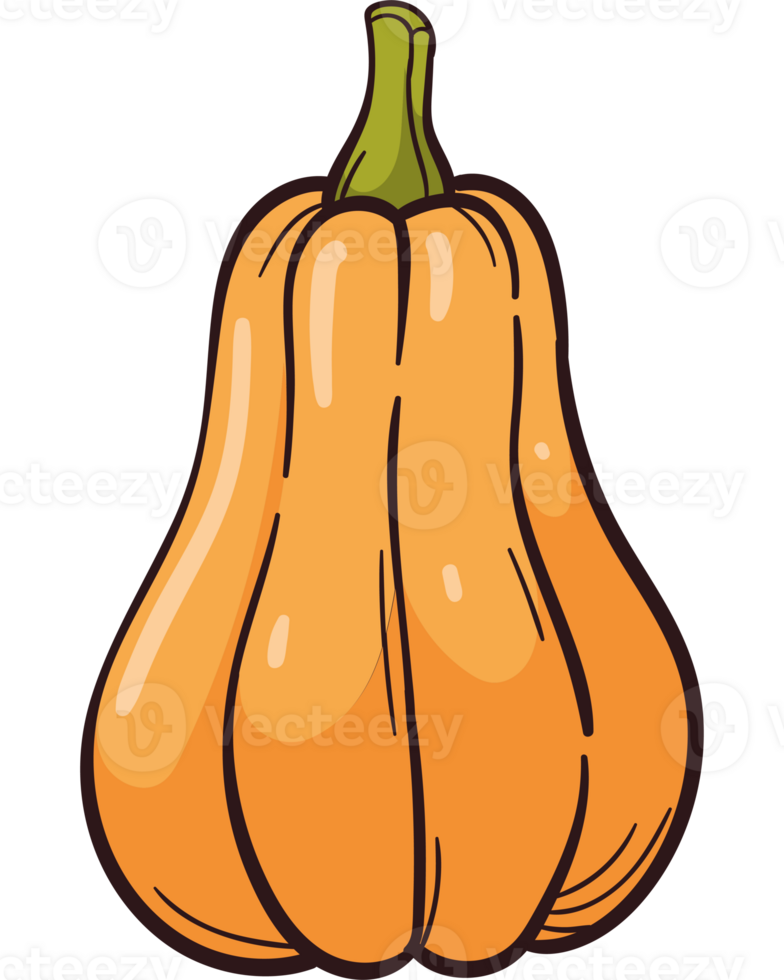 autumn nature fresh pumpkin isolated illustration png