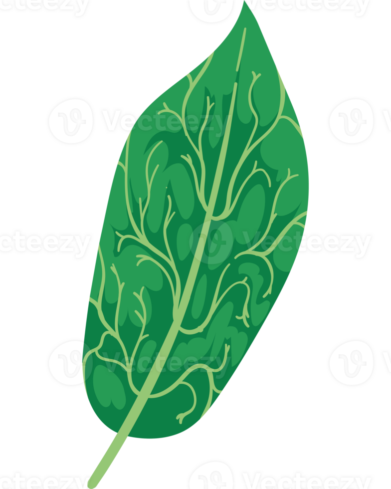 exotic leaf plant nature isolated icon png