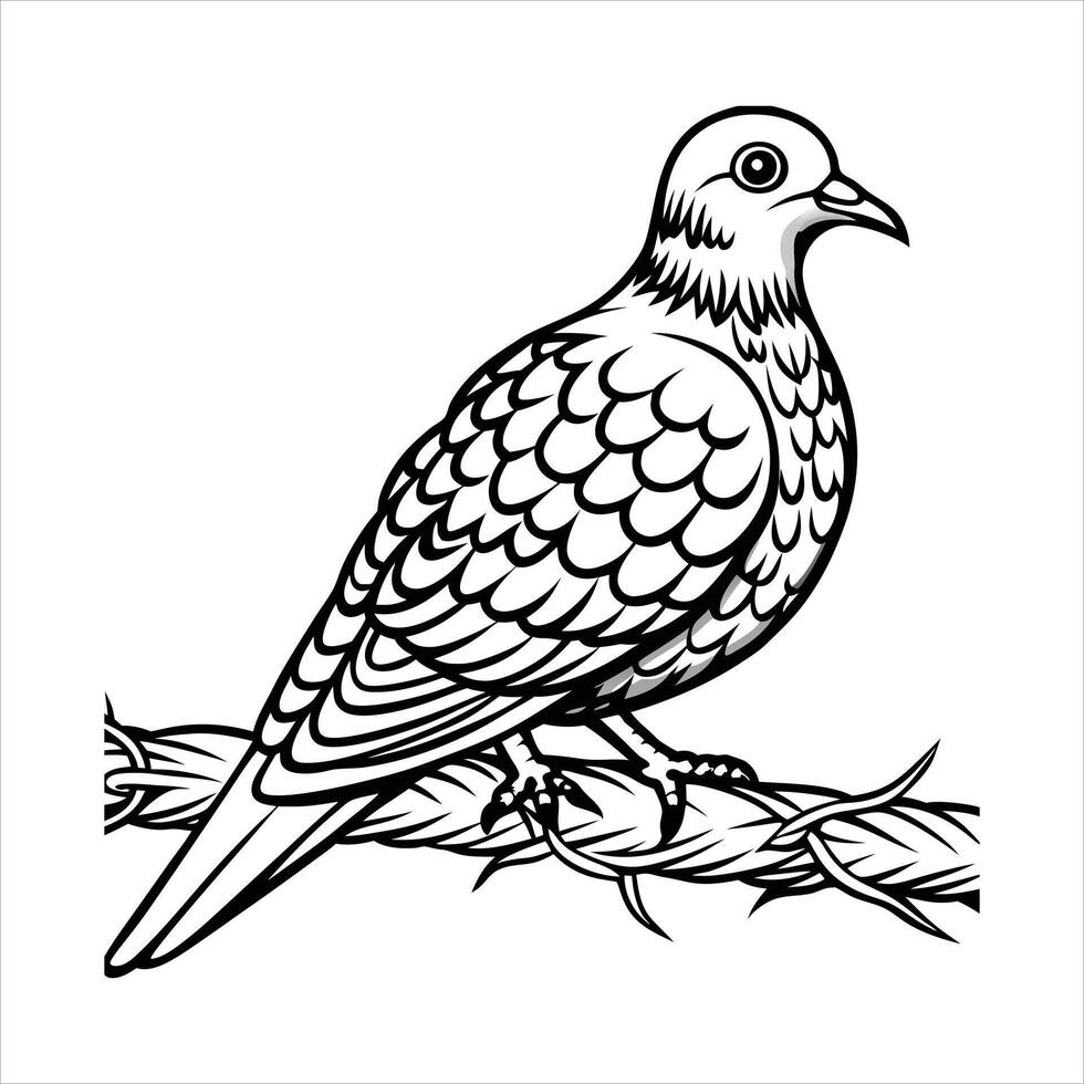 Mourning Dove Identificatio vector