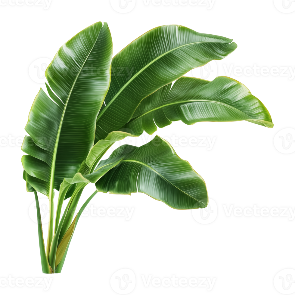 Tropical Banana Leaves Isolated on Transparent Background png