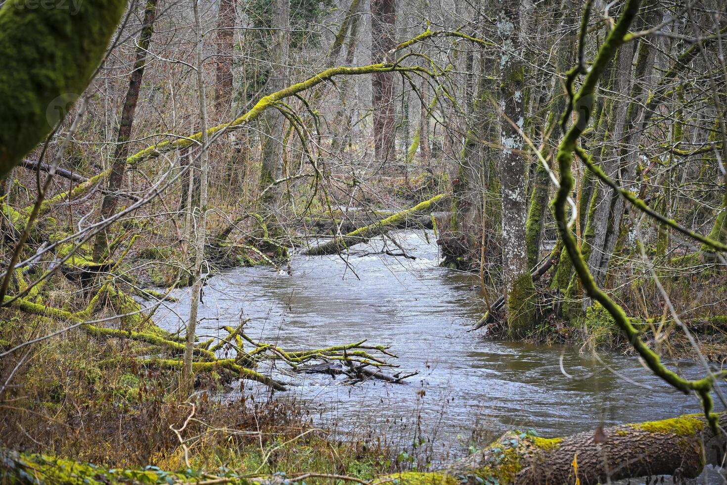 View on river Lomme making it's way through the forests around Mirwart in Belgium photo