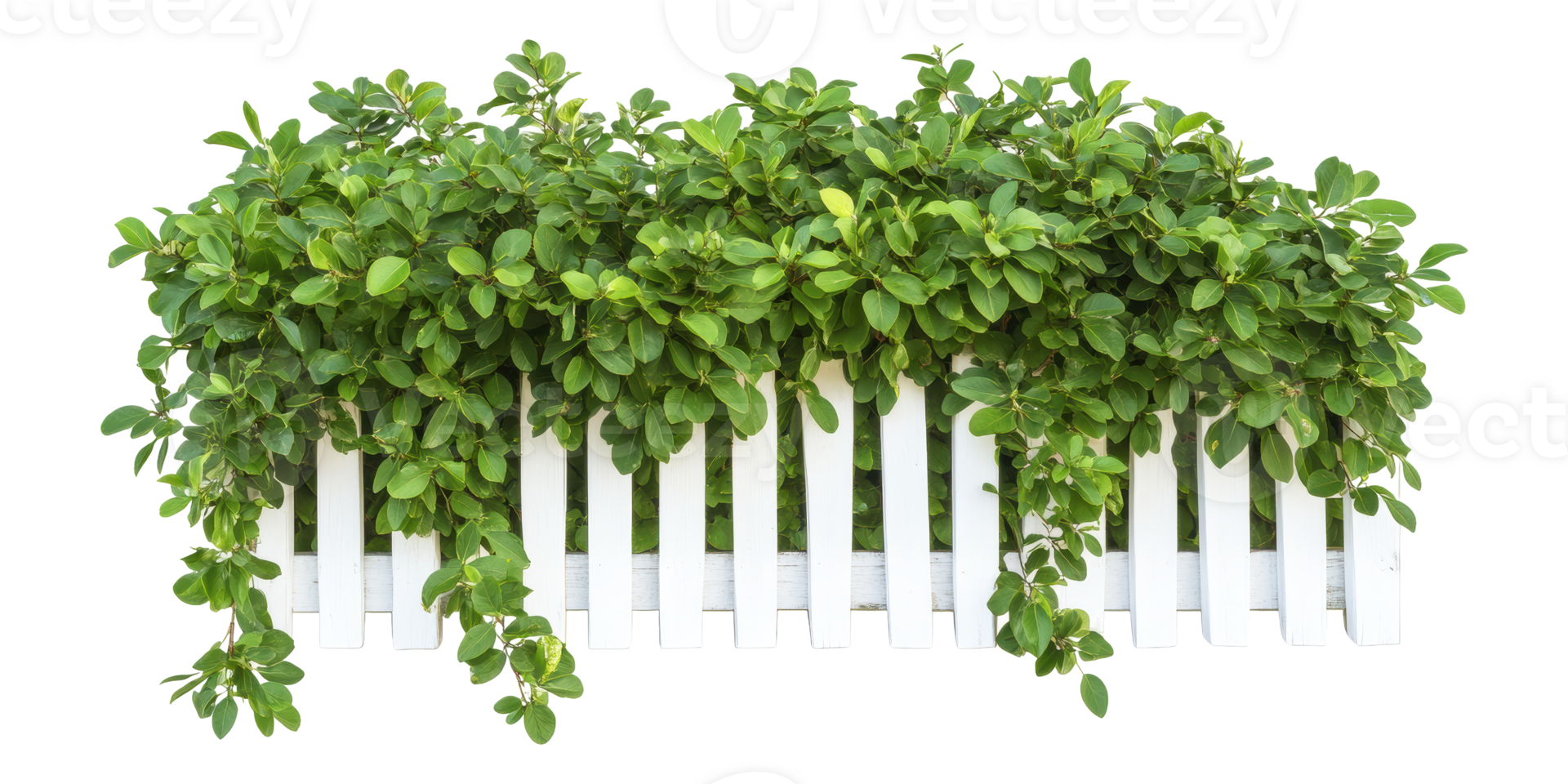 Green foliage draped over white wooden fence isolated on transparent background png