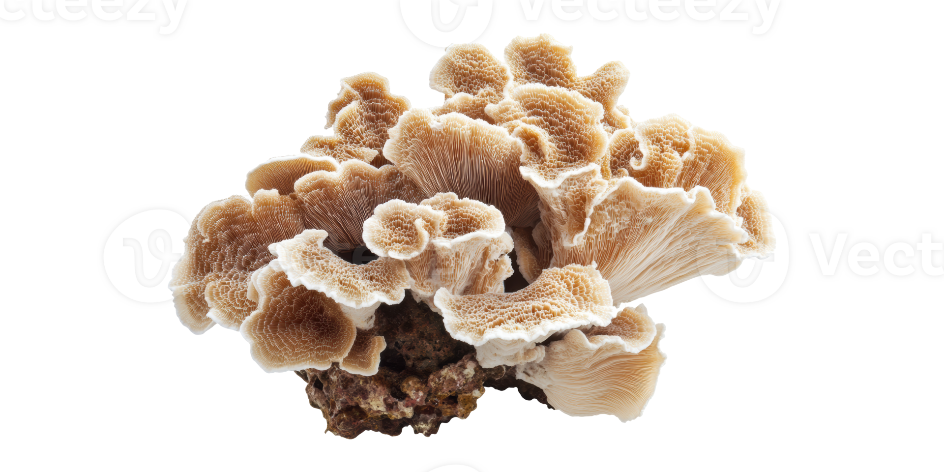 Brown coral mushroom shaped coral reef structure isolated on transparent background png