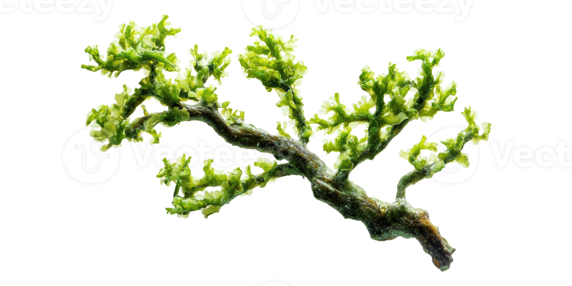 Green algae branch with lush leaves isolated on transparent background png