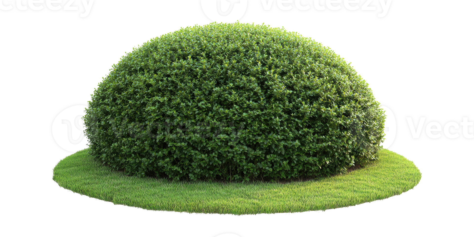 Rounded green bush isolated on transparent background png
