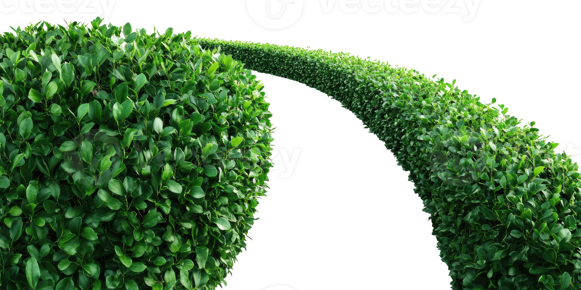 Curved green hedge isolated on transparent background png