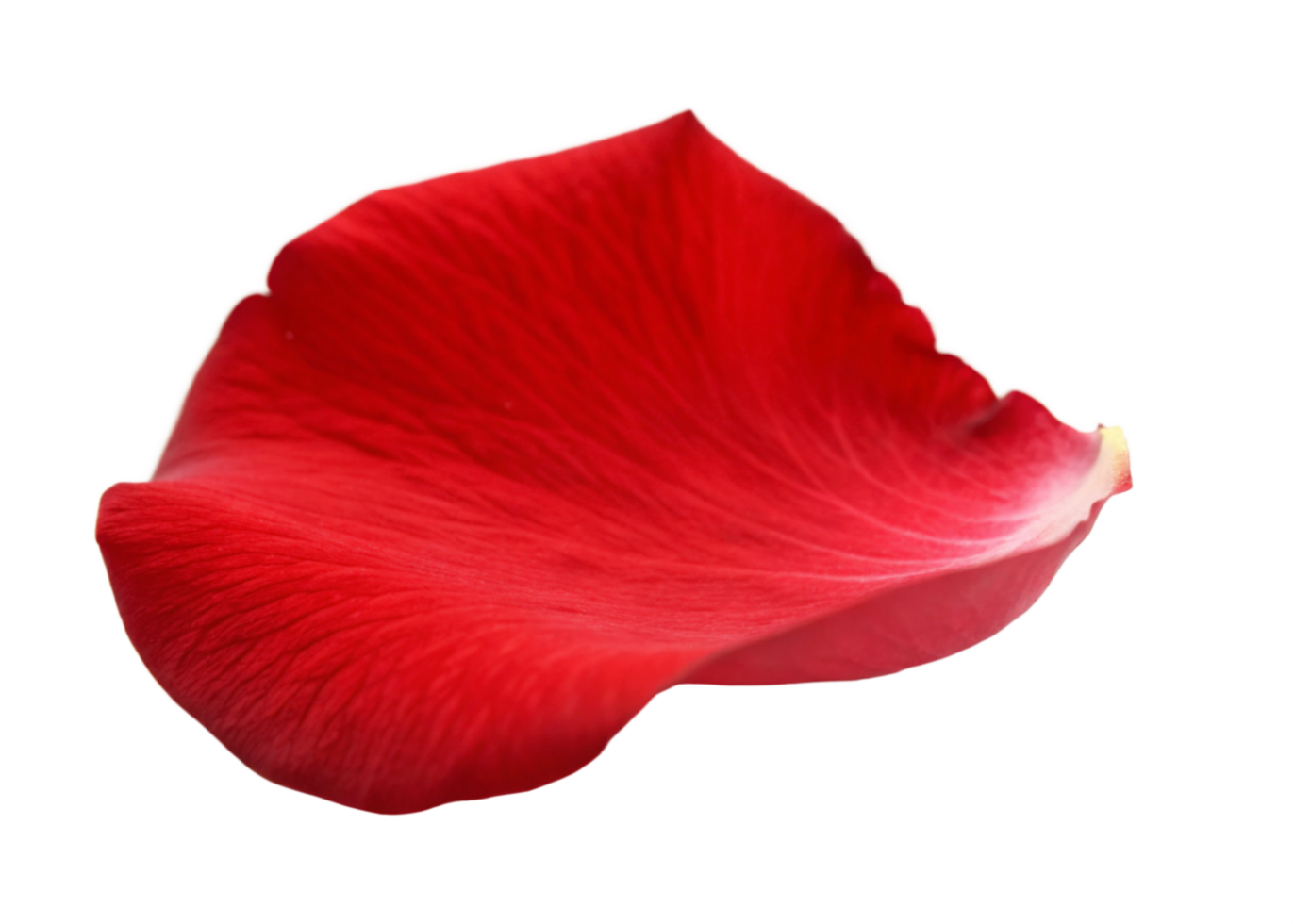 Single Red Rose Petal Abstract Digital Art Background png