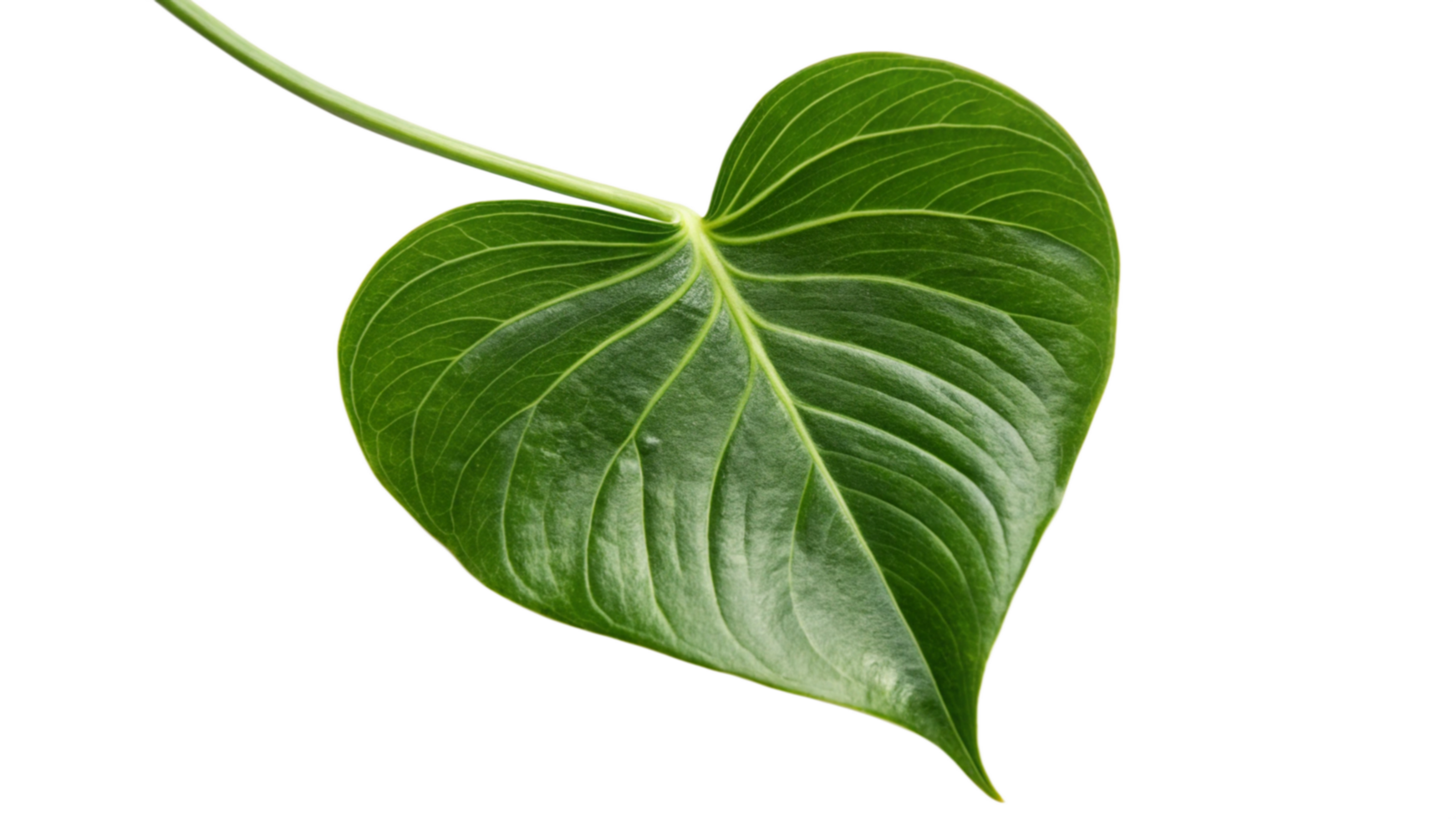 HeartShaped Green Leaf, Vibrant Nature, Colorful Stripes, Botanical Art png
