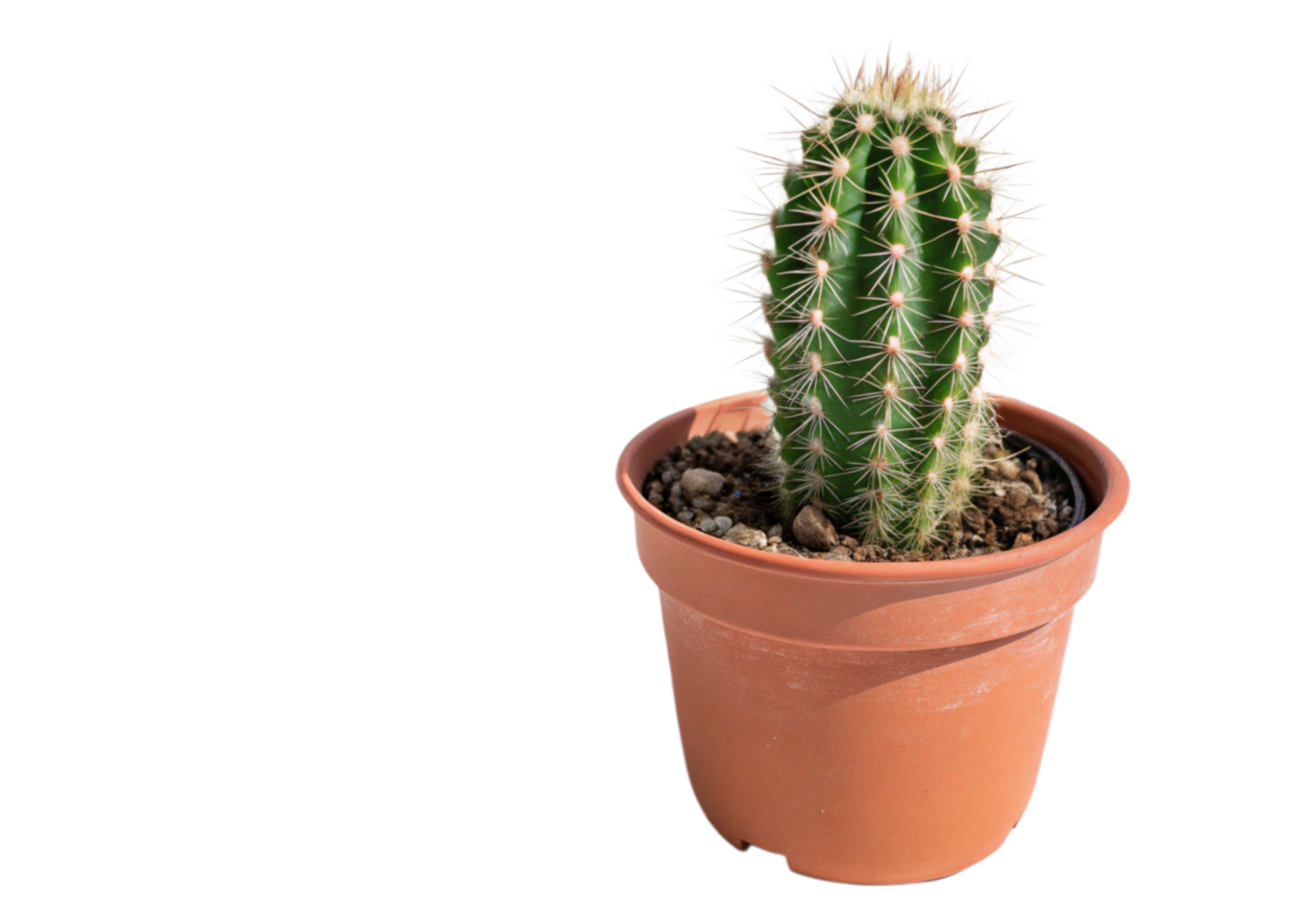 Succulent Cactus Plant Potted Home Decor Gardening Green Spines png