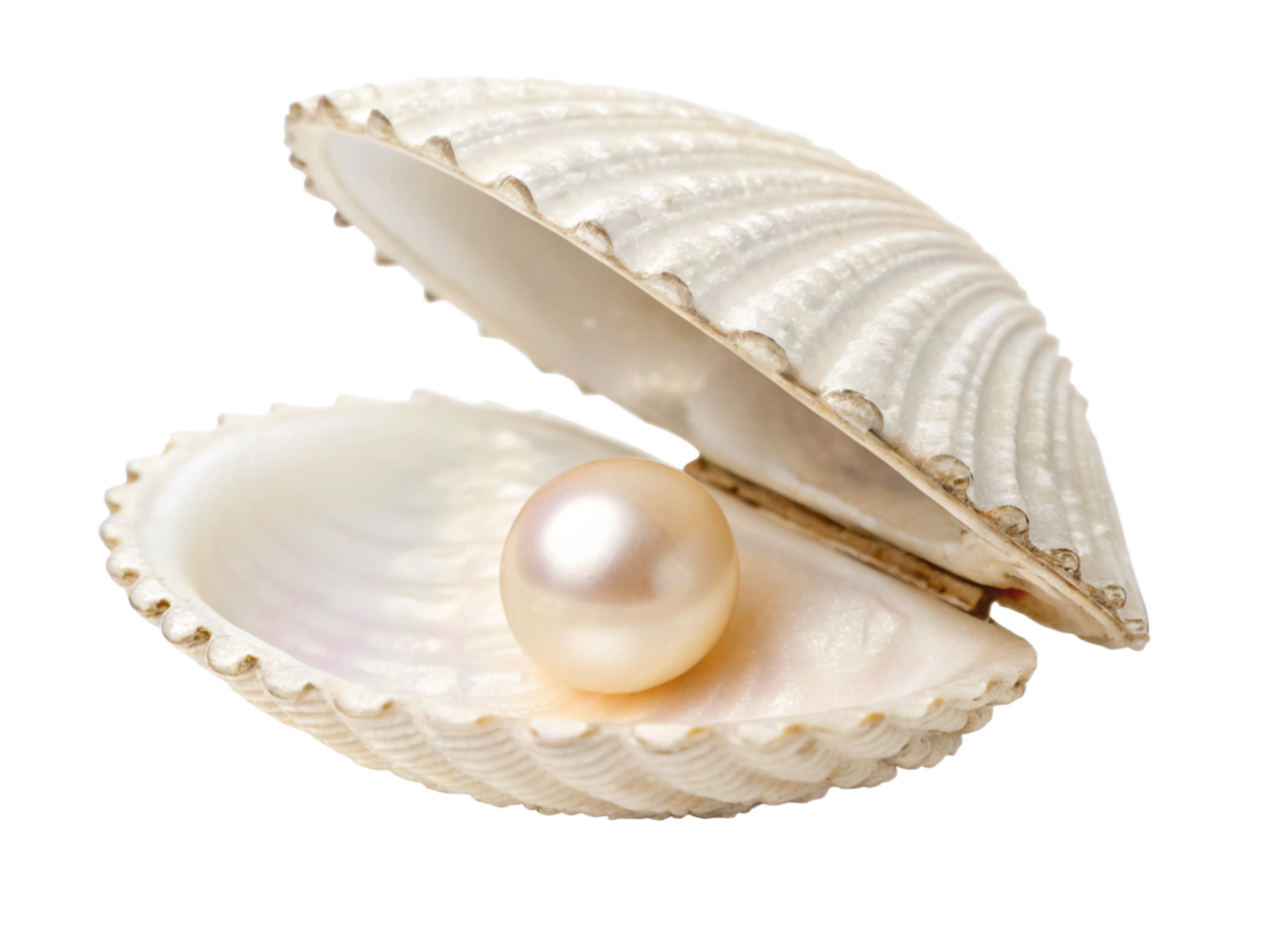 Luminous Pearl Inside Gleaming Seashell, Ocean Treasure png