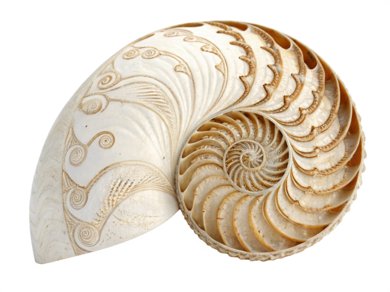 Nautilus Shell Spiral, Chambers, Golden Ratio, Natures Art, Ocean Treasure png