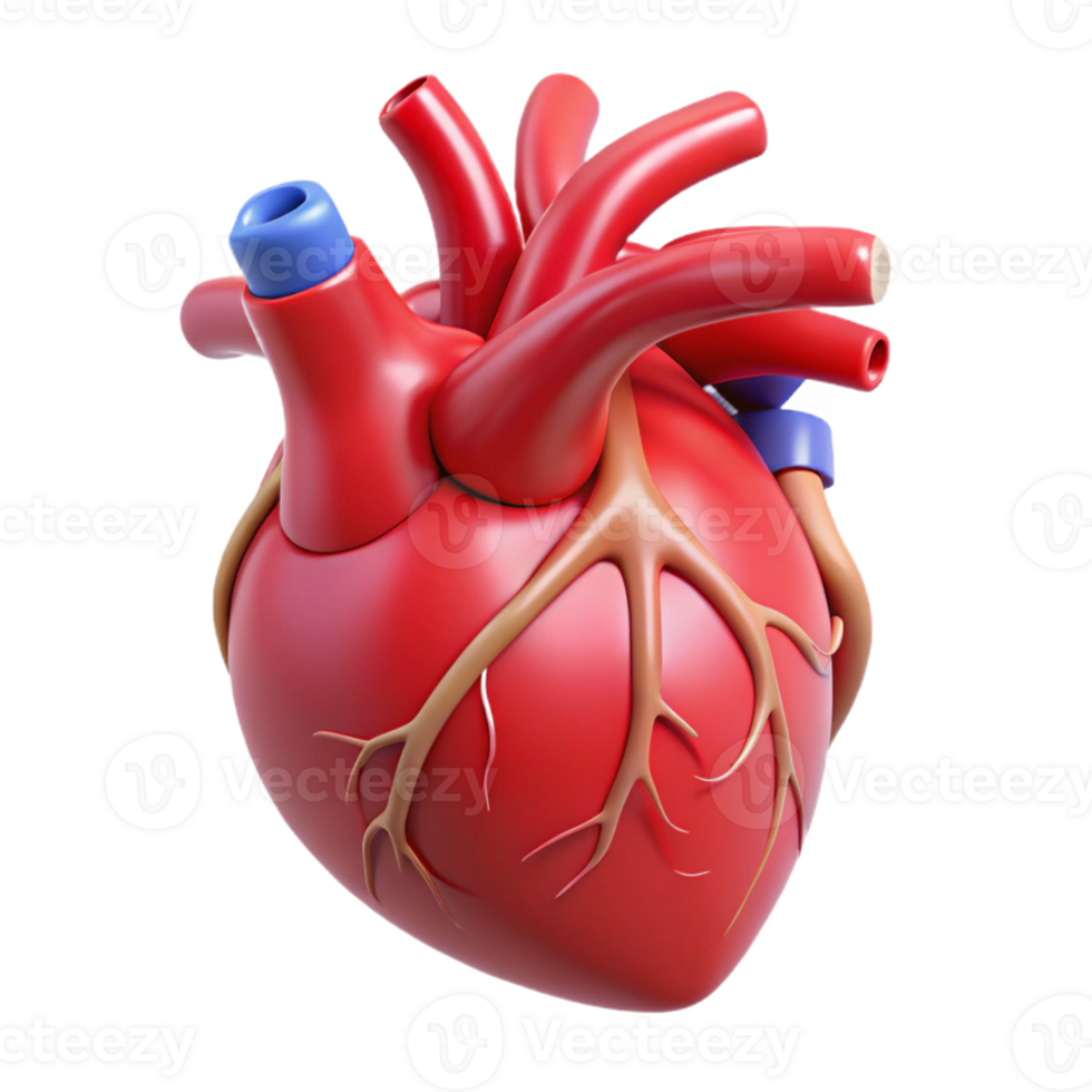 3D Rendered Anatomical Heart png