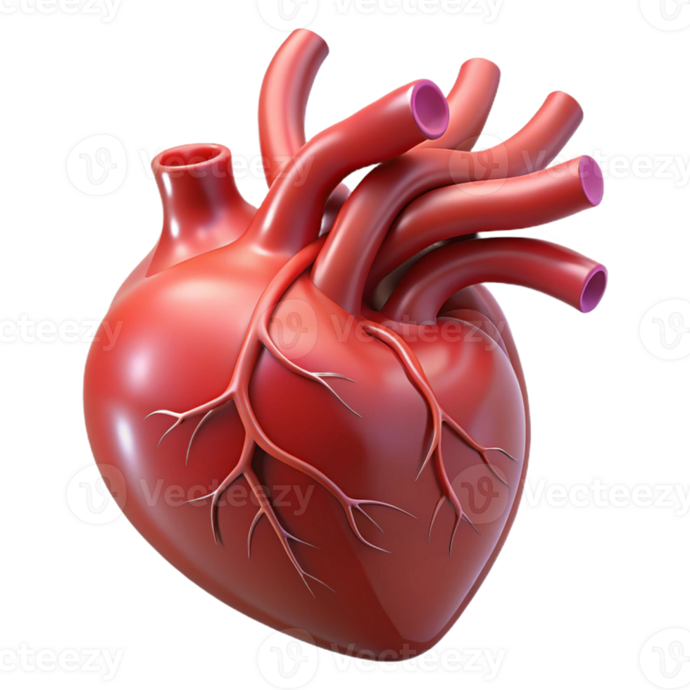 3D Realistic Human Heart Illustration png