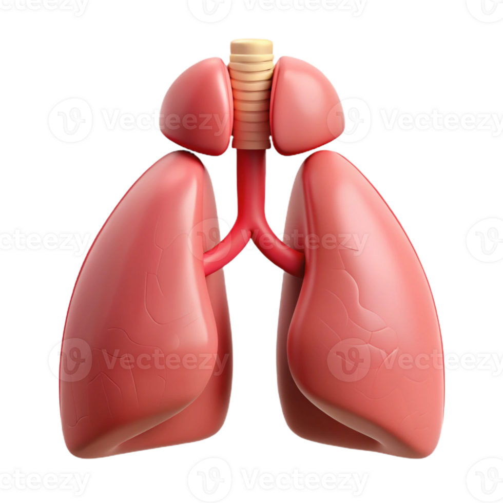 3D Lungs Model Render, Human Respiratory System png