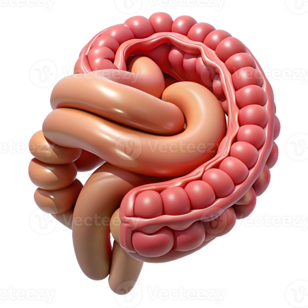 Intestine 3D Render Abstract Background png