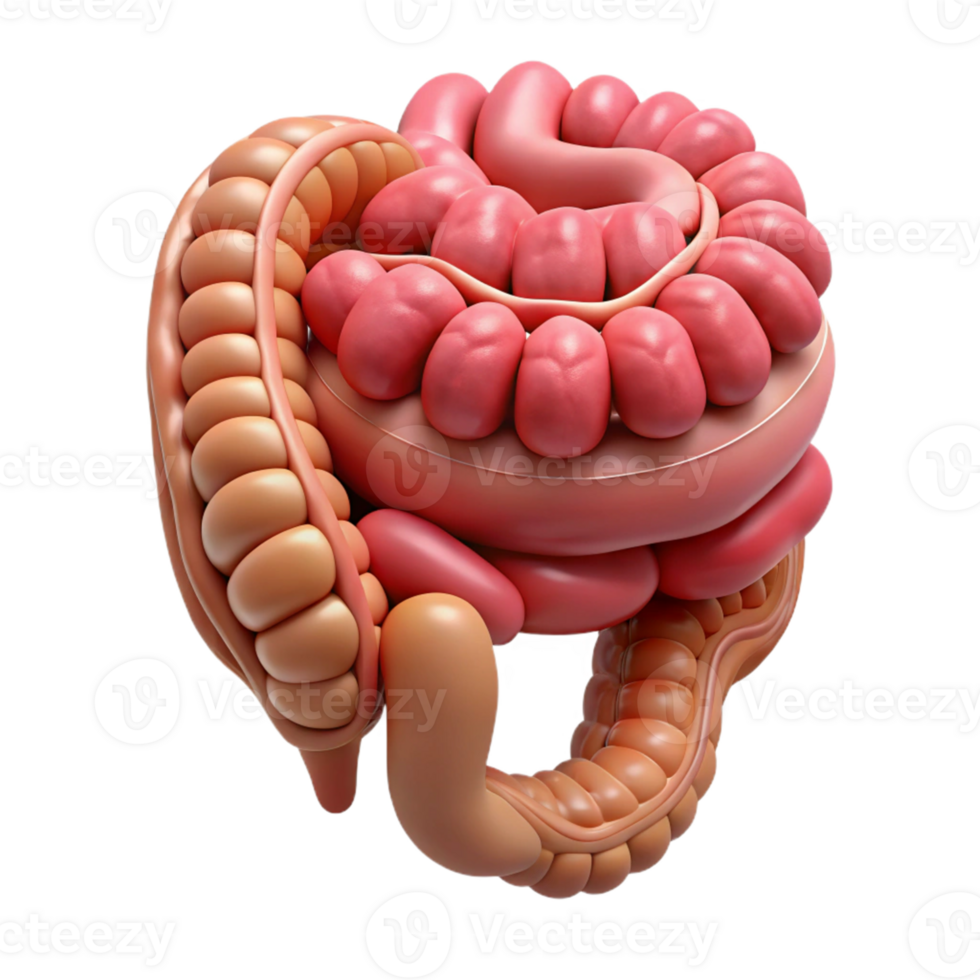 3D Illustration of Human Intestines png
