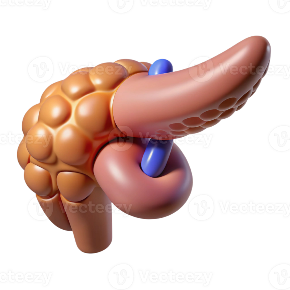 3D Illustration of Pancreas Anatomy png