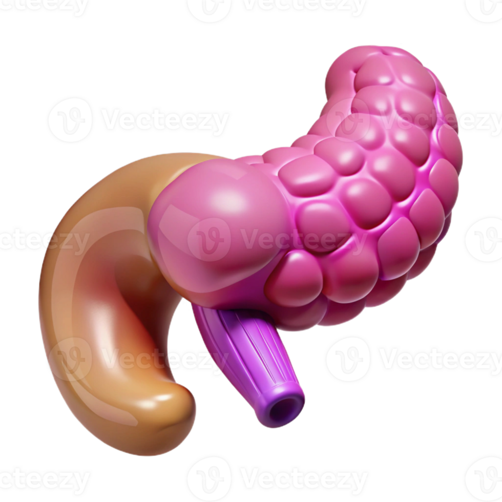3D Render of Pancreas and Duodenum png