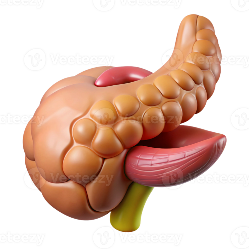 3D Render Pancreas Illustration png