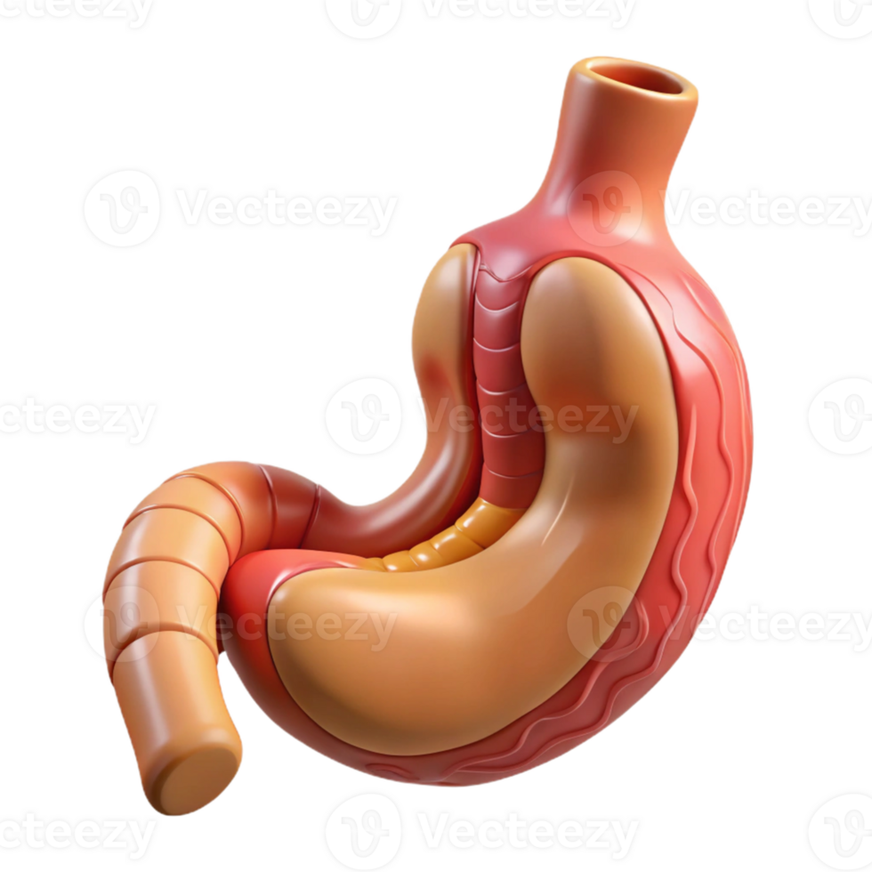 3D Stomach Illustration Medical Anatomy png