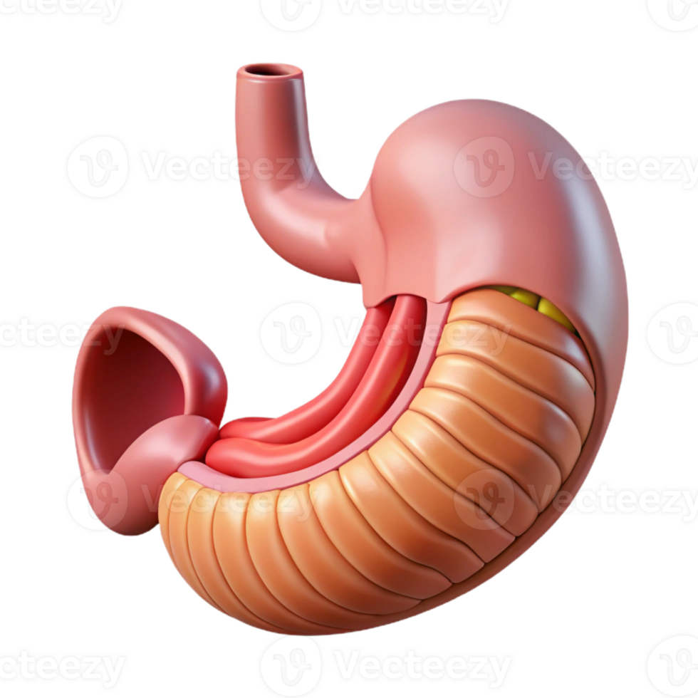 3D Render of a Human Stomach png