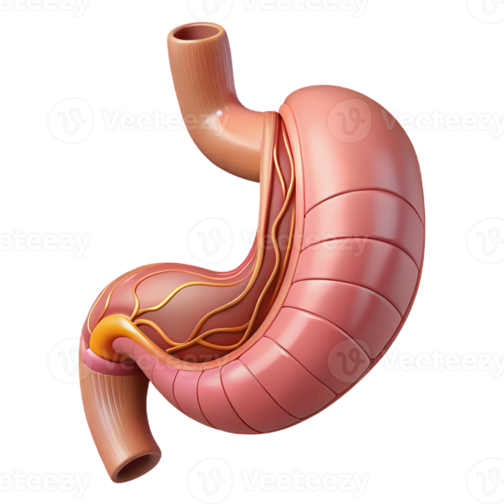 3D Render of Human Stomach png