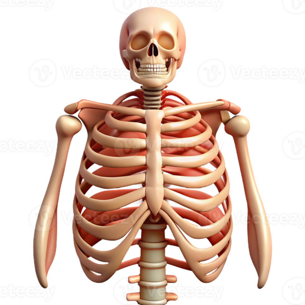 3D Human Ribcage Illustration png