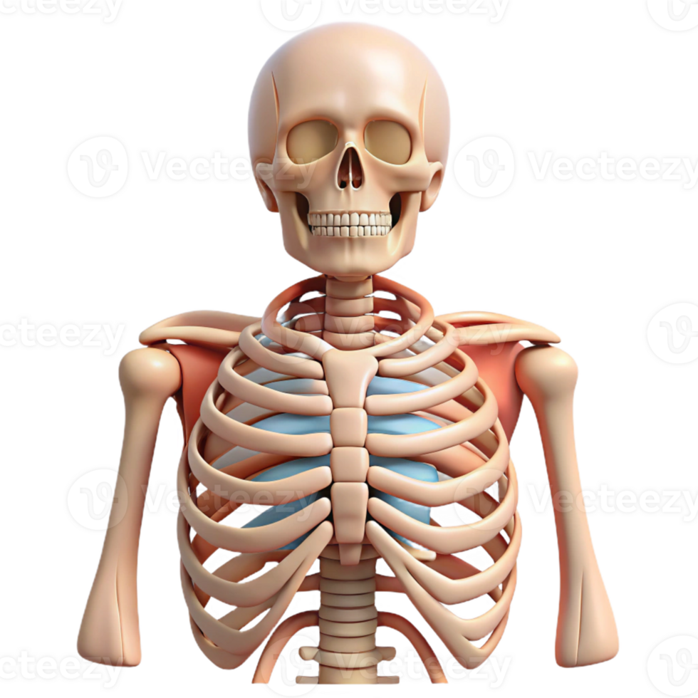 Human Ribcage Anatomy 3D Model png