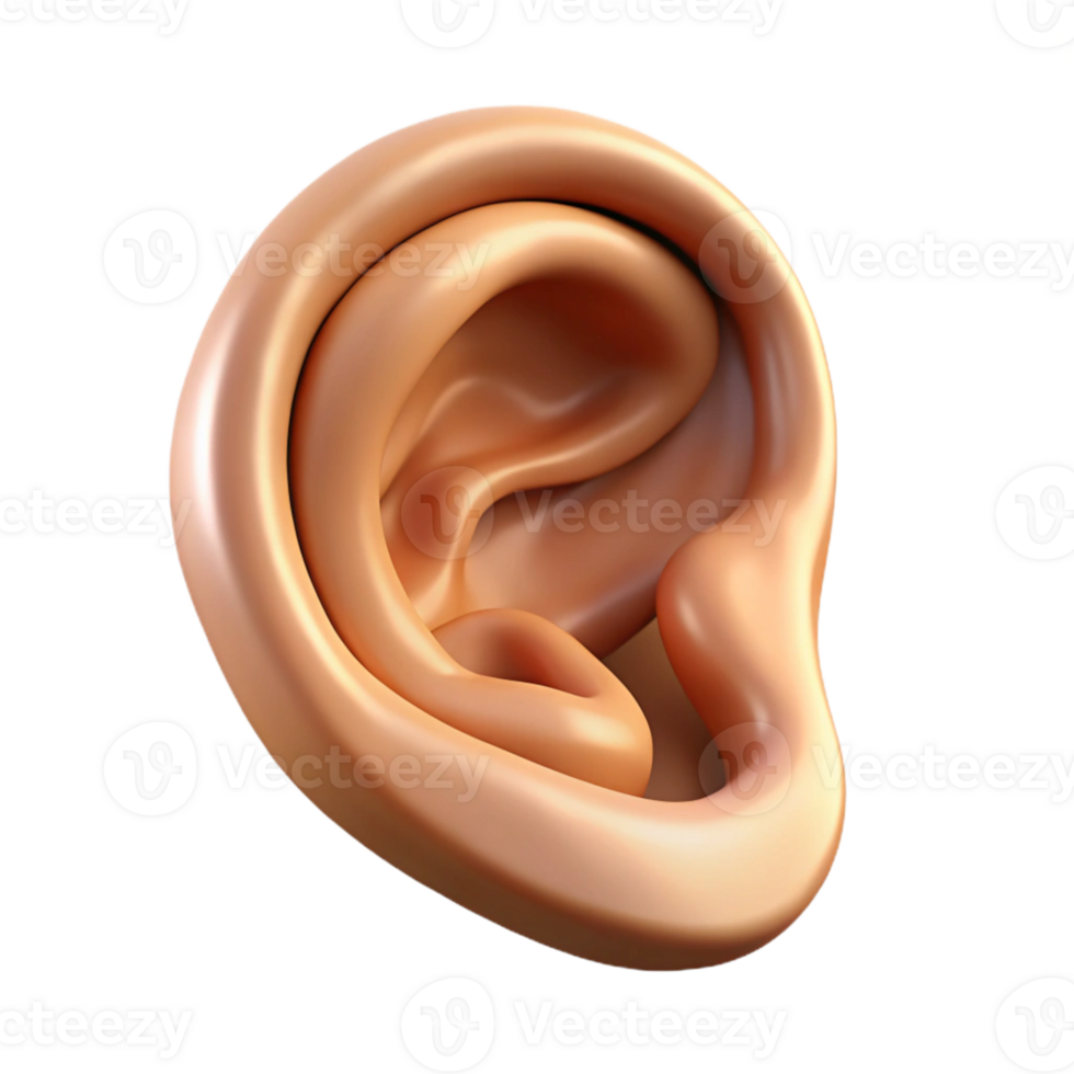 3D Rendered Ear Anatomy Illustration png