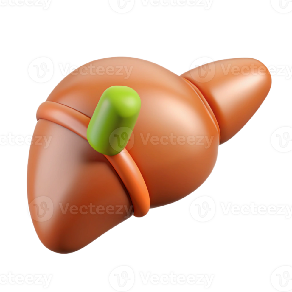 3D Liver Model with Capsule Illustration png