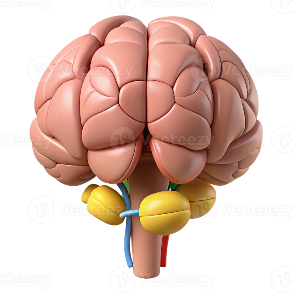 3D Rendered Human Brain Anatomy png