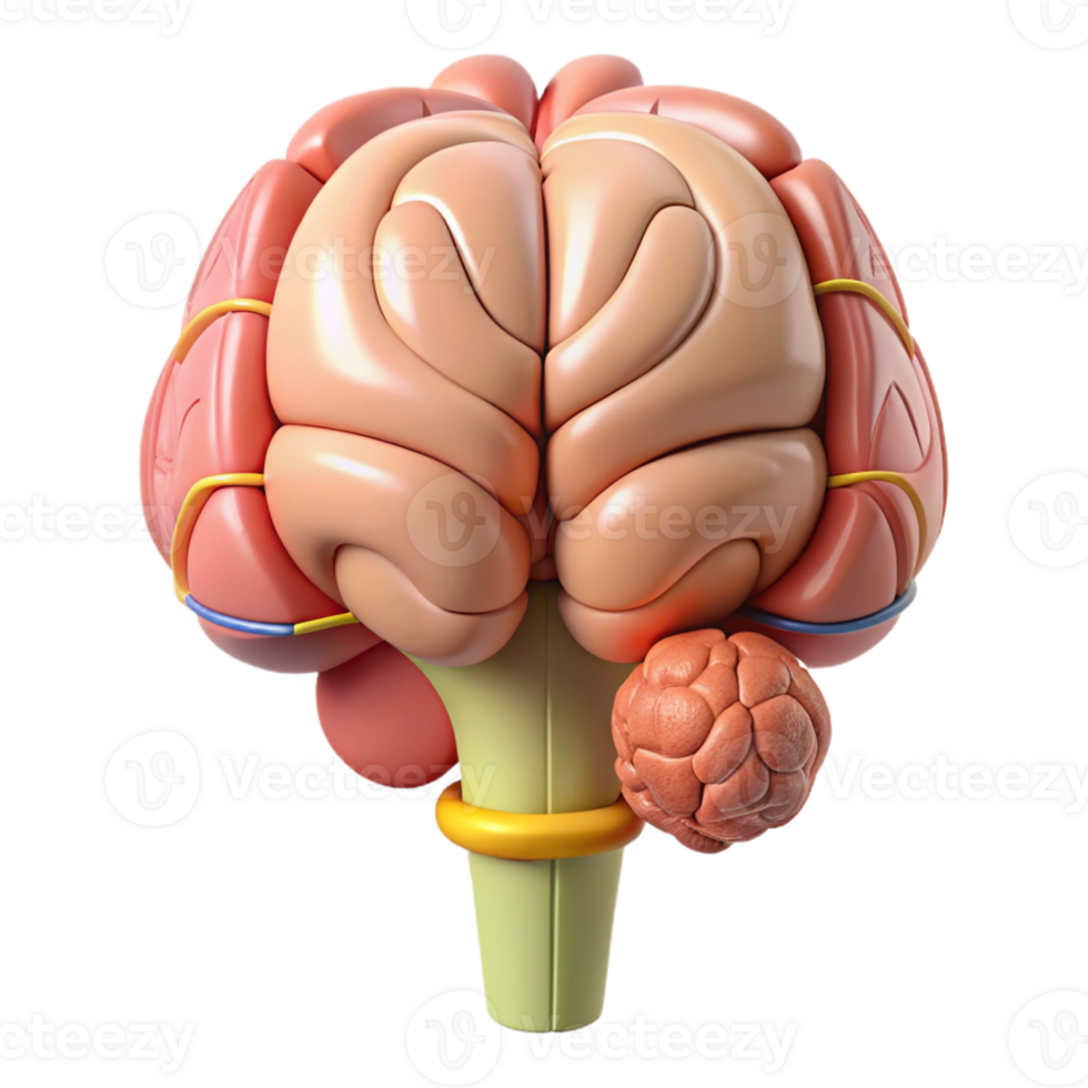 3D Brain Illustration Cerebellum Anatomy png