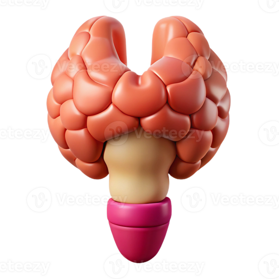 3D Rendered Illustration of a Thyroid Gland png
