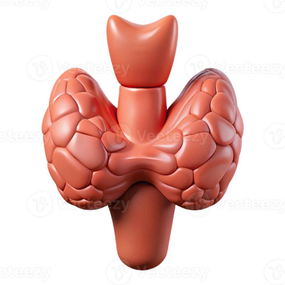 3D Render of Thyroid Gland png