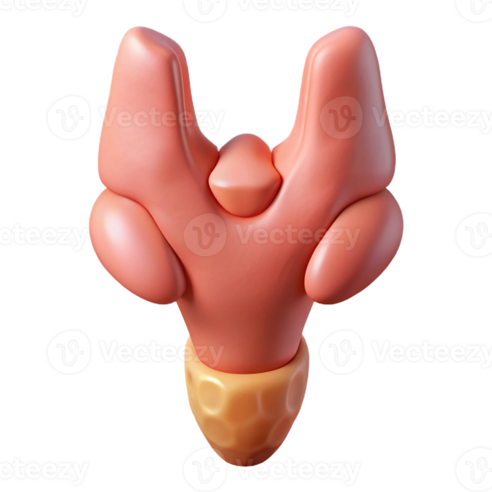 3D Rendered Anatomical Model Thyroid Gland png