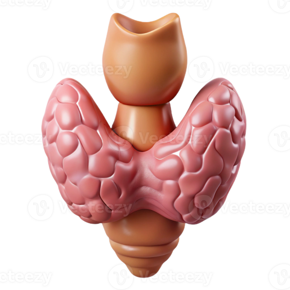 3D Thyroid Gland Model Illustration png