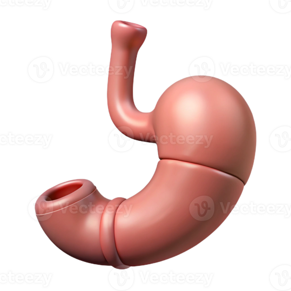 3D Cartoon Stomach Render png