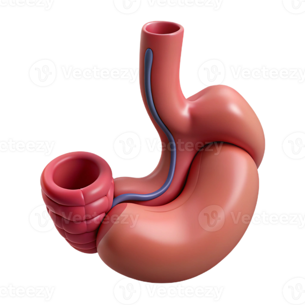 3D Illustration of a Stomach and Intestines png