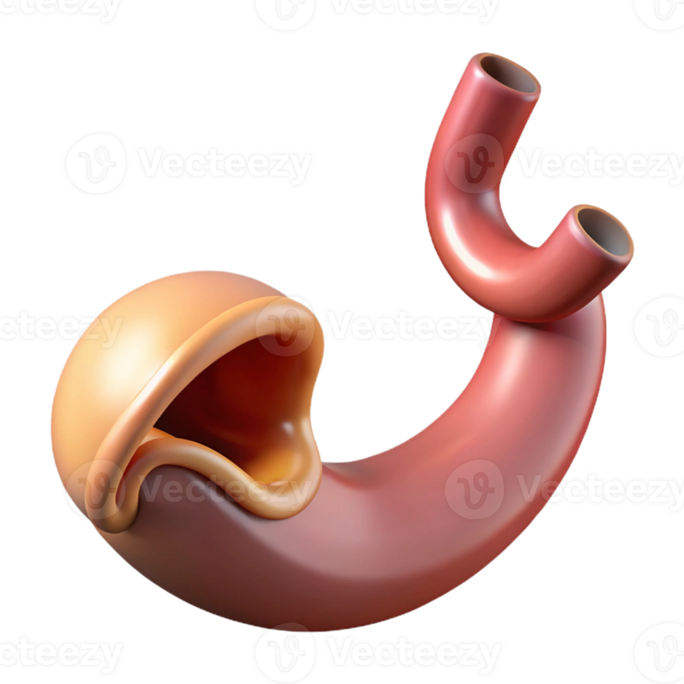 3D Stomach Illustration Anatomy Digestive System png