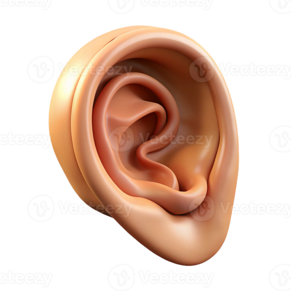 3D Render of Human Ear Anatomy png