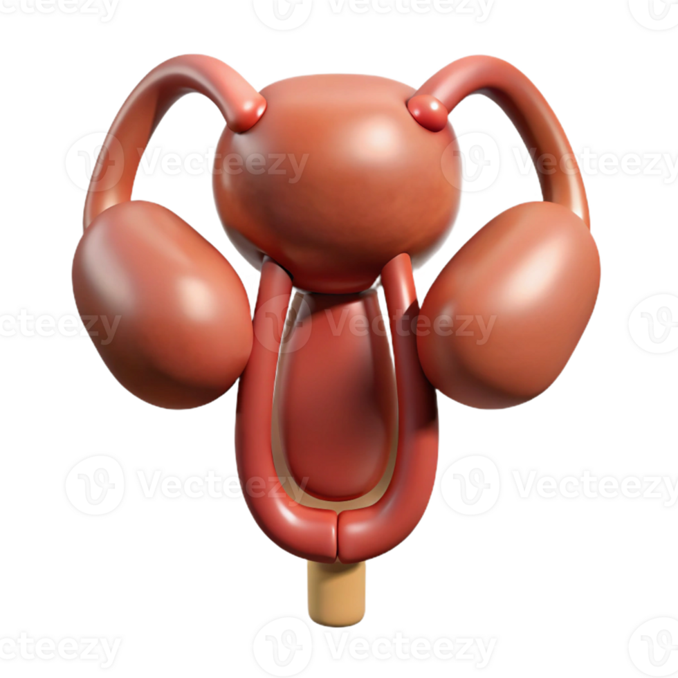 3D Render Female Reproductive System Illustration png