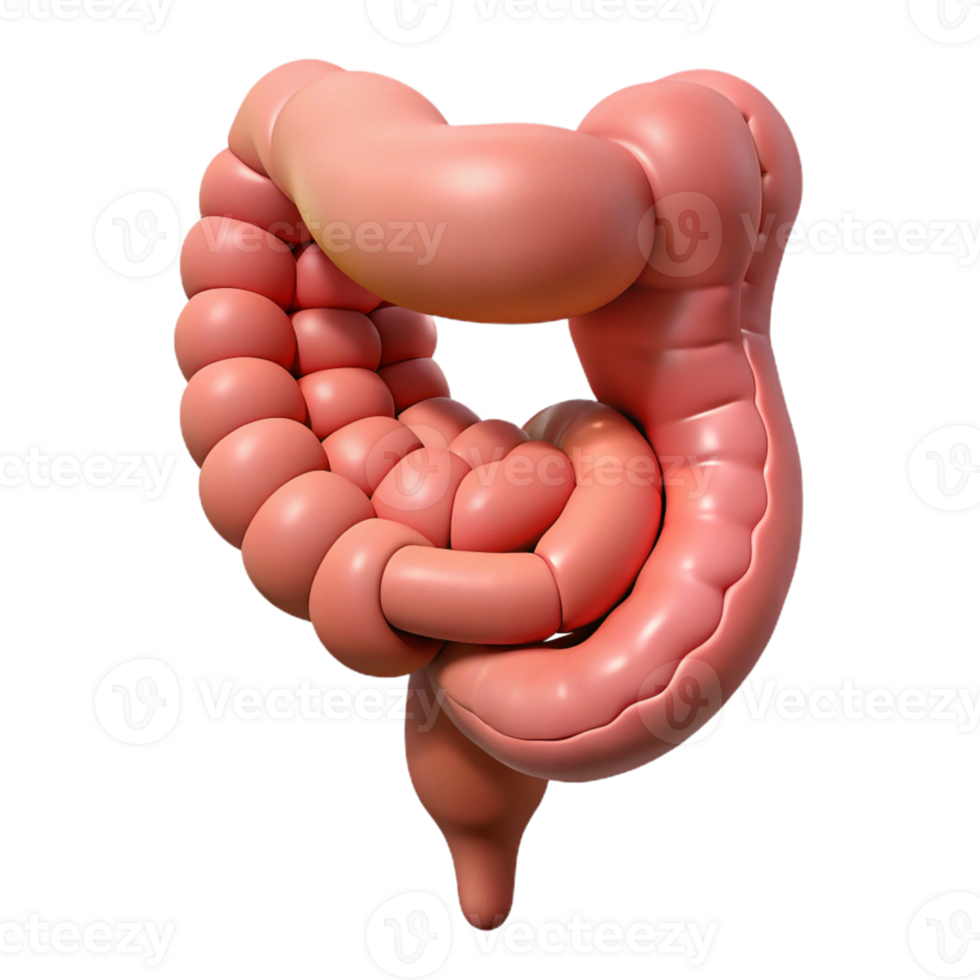 3D Cartoon Large Intestine Illustration png