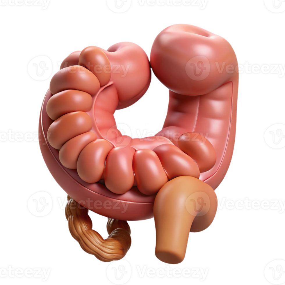 3D Illustration of Intestines png