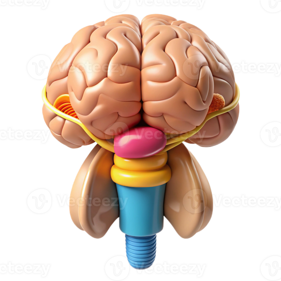 3D Brain Stem Illustration Anatomy png