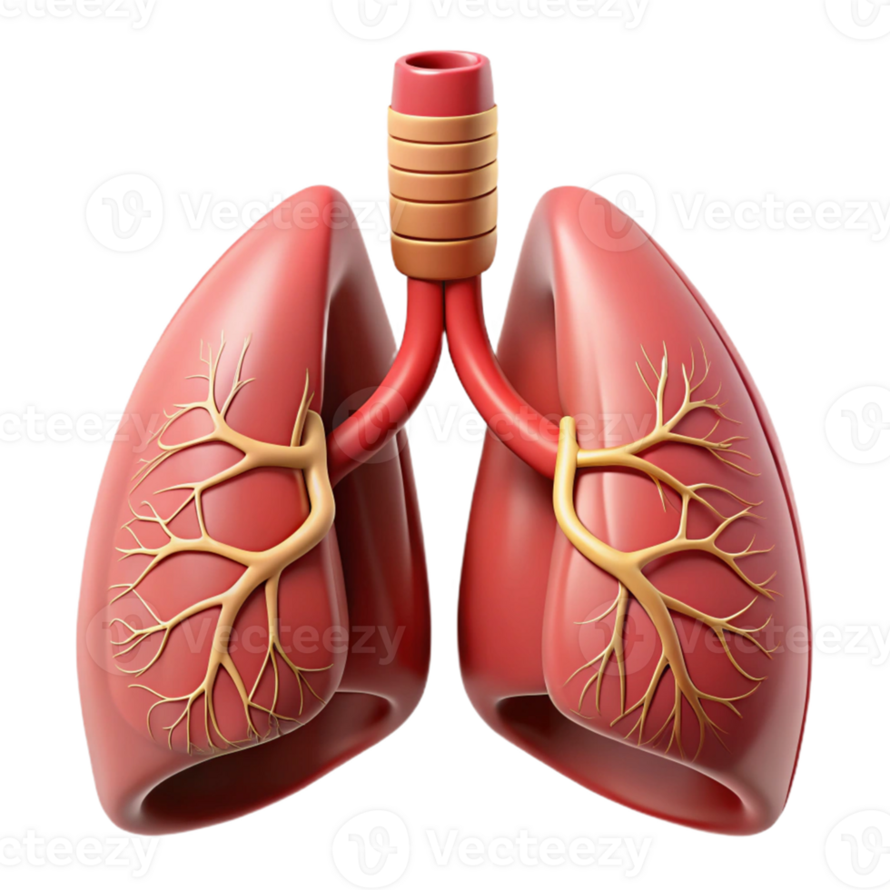 3D Model of Human Lungs png