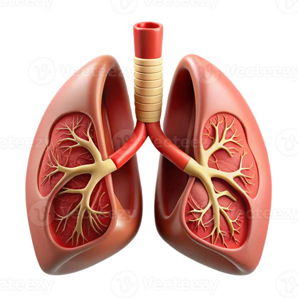 3D Lungs Anatomy Illustration png