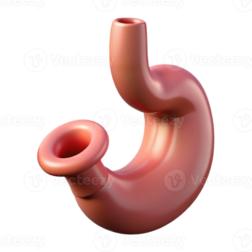 3D Stomach Model Anatomy Illustration png