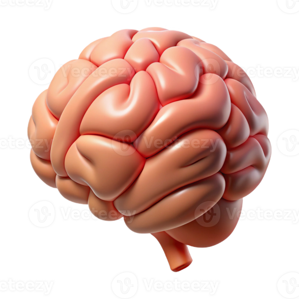 3D Brain Illustration- Human Organ Anatomy png